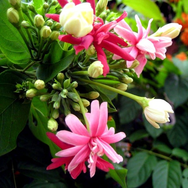 Madhumalati Vine - Rangoon Creeper Plant(double petal)